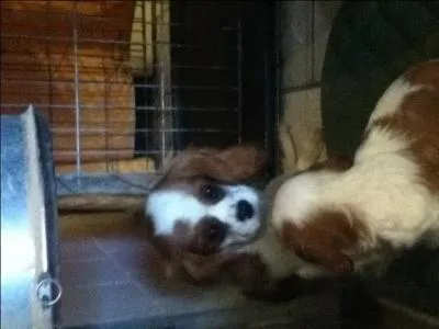 Quelle est cette race ?