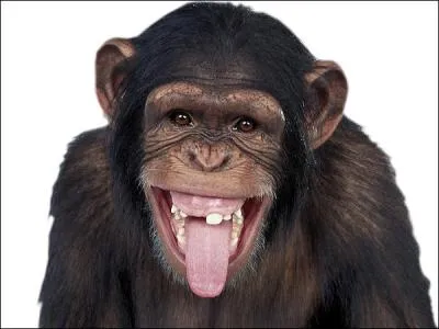 Sur quel continent peut-on parler le "Fang" ?