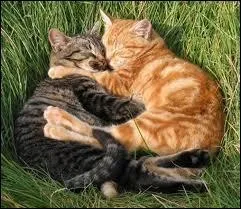 Qui est le premier amour de Tempête de Sable ?