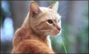 Combien Tempête de Sable a-t-elle eu de fille(s) ?