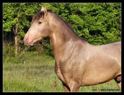 Et ce cheval, de quel gène est-il porteur ?