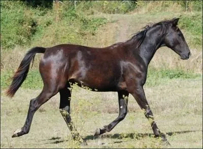 Un cheval noir pangaré a des reflets roux sur ses flancs. Vrai ou faux ?