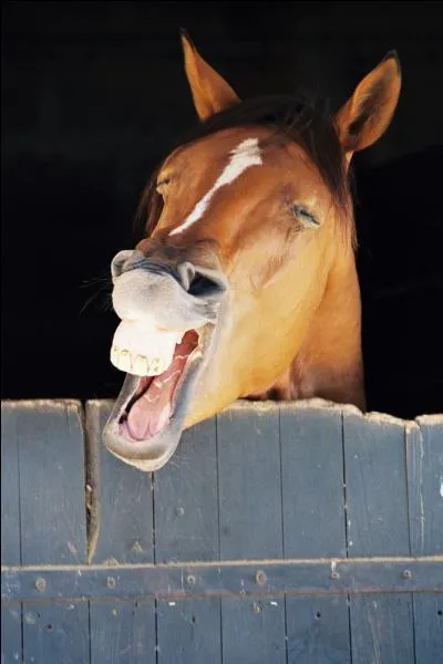 Voilà ! Maintenant, vous savez tout sur l'orthographe des robes des chevals. Qu'est-ce qui vous choque ?