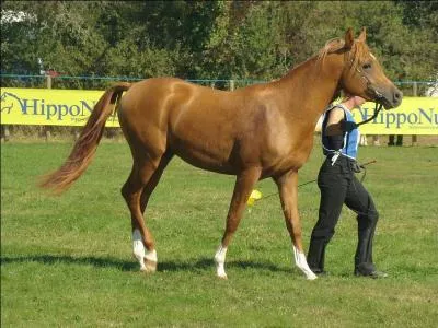 Quelle est la robe de ce pur-sang arabe ?