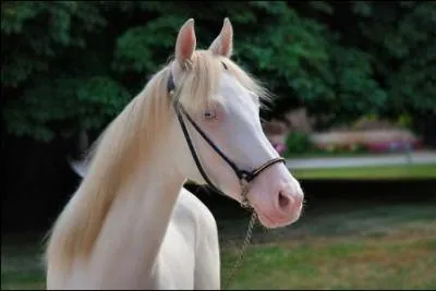 Quelle est la robe d'un cheval qui a la peau rose, les yeux bleus, les poils et les crins ivoire ?