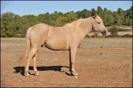 Quelle est la robe de ce cheval ?