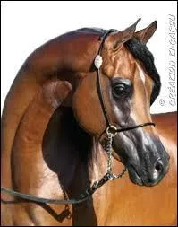 Comment reconnait-on un cheval pur-sang arabe ?