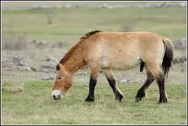 Quel est le cheval le plus "ancien" ?