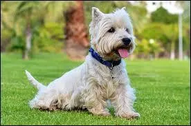 Les chiens sont-ils tous fidèles ?