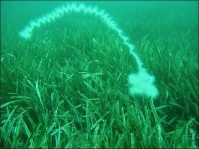 Quels animaux sont les plus longs de la planète ?