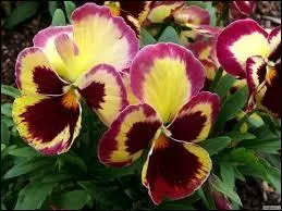 Est-ce que l'illustration est en relation avec une des significations du verbe considérer ?