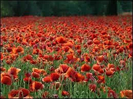 Et pour mettre de la couleur, un champ de coquelicots qui ont poussé ---------.