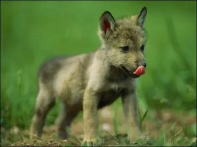 Trouvez le nom de cette série, et vous serez ado...rable !