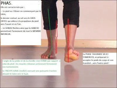 Comment appelle-t-on cette phase de la marche, quand le pied s'élève en commençant par le talon ? (agrandir la photo pour plus de précisions)