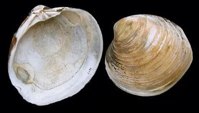 Où vit le clam d'Islande, à ce jour l'animal vivant le plus longtemps ?