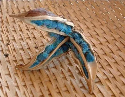 Où peut-on trouver ces graines bleues ?