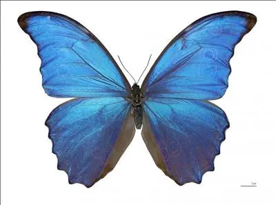 Ce splendide papillon est le morpho menelaus didius.