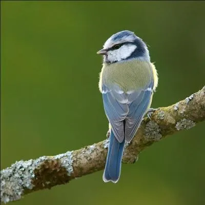 Ce petit oiseau est très courant en France ! C'est :