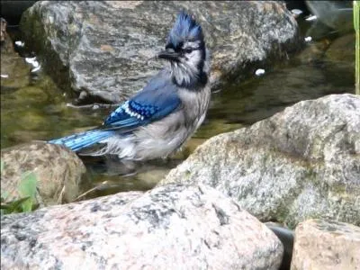 Ce geai bleu prend un bain !