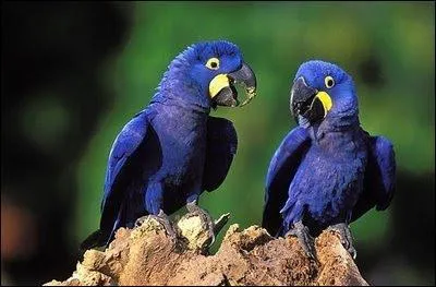 Ces oiseaux sont des aras bleus.