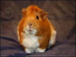 Dans quel pays le "cochon d'Inde rôti" est-il une spécialité ?