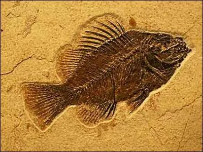 Le xylophone fait entendre les craquements des os des dinosaures, des brontosaures et autres animaux préhistoriques. Ce sont...