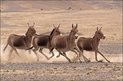 Arrivent ensuite ces ânes sauvages du Tibet. Leur rapidité étonnante est évoquée par le piano. Ce sont les... !