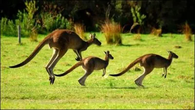 Ils s'en donnent à cur joie, sautent, bondissent et rebondissent encore et encore !