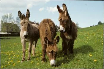 Les violons font entendre les braiements des ânes. Dans cet épisode, ces animaux sont appelés... !