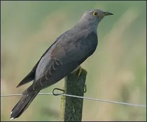 La clarinette répète 21 fois le même motif, sur les mêmes deux notes. Qui fait résonner sa voix ?
