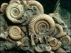 Voici des ammonites fossilisée, aussi appelées "cornes d'Ammon". Quelle est la nationalité d'Ammon ?