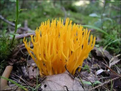 Ce champignon jaune est une anémone terrestre.