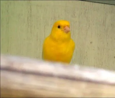 Cet oiseau vient des îles....