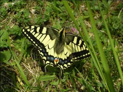 Quel est le nom de ce beau papillon ?
