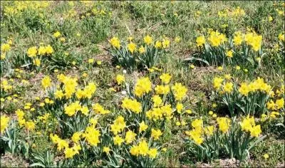 Ces fleurs jaunes sont des narcisses.
