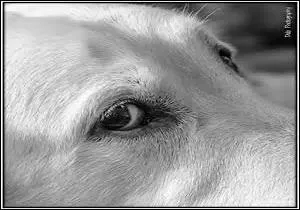 Il glisse un « regard en coin », certainement est-il en train de/d' ------- le rôti sur la table !