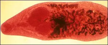 Comment ce parasite s'appelle-t-il ?