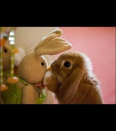 Que vois-tu sur cette photo ?