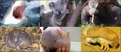 Quel animal n'est pas sur la photo ?