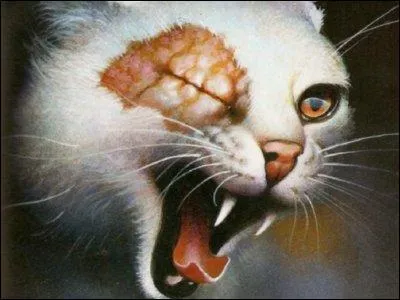 Quel est son premier nom de guerrière ?