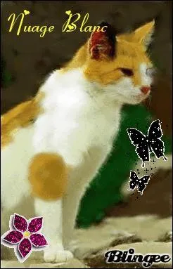 Quels chats la retrouvent en premier ?