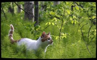 Qui est son mentor ?