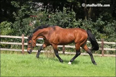 Ce beau cheval est un :