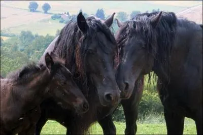 Oh ces chevaux sont magnifiques, connais-tu leur race ?