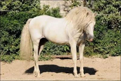 Ce cheval est un :