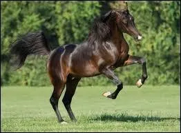 Quelle est la race de cette jument ?