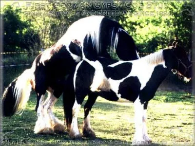 Quelle est la race de ce couple de beaux chevaux ?