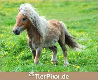 Quelle est la race de ce tout petit poney ?