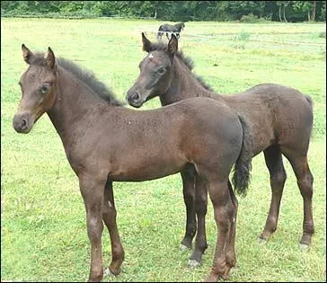 Quel est le caractère du Mérens ?