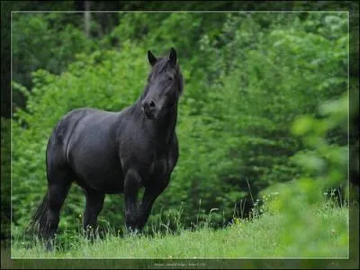 Dans quelles disciplines utilise-t-on le plus souvent le Mérens ?